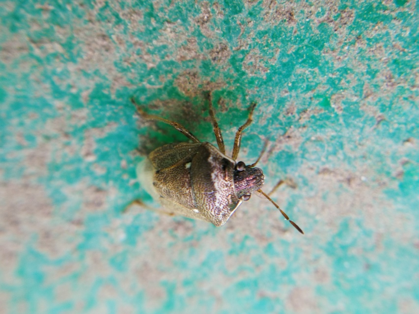 Eysarcoris ventralis - fakó feketefejű-poloska Eysarcoris ventralis - fakó feketefejű-poloska