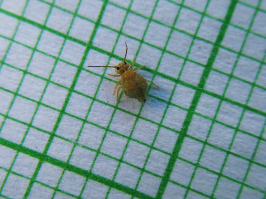 Sminthurus viridis