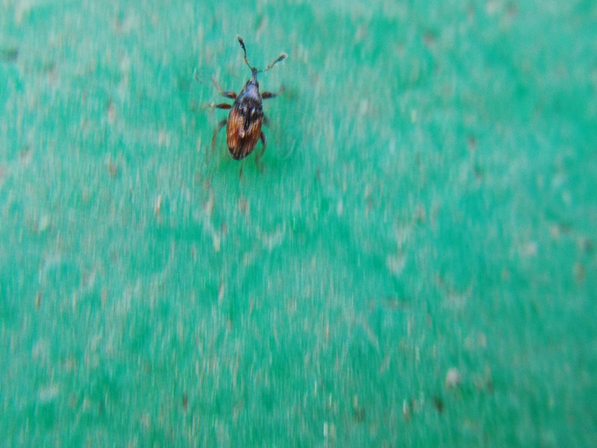 Nanophyinae