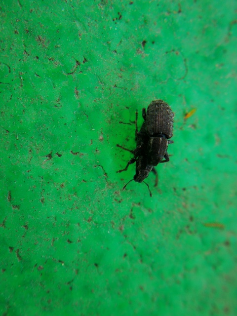 Sitona hispidulus - szőrös csipkézőbogár