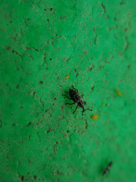 Smicronyx
