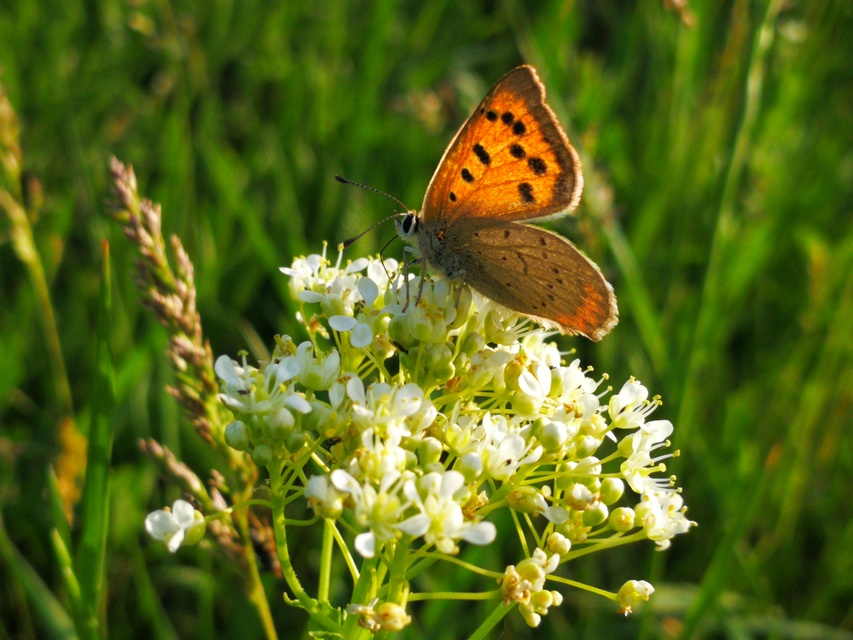 Lycaena phlaeas - közönséges tűzlepke