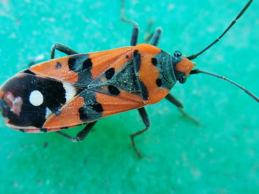 Lygaeus equestris/simulans