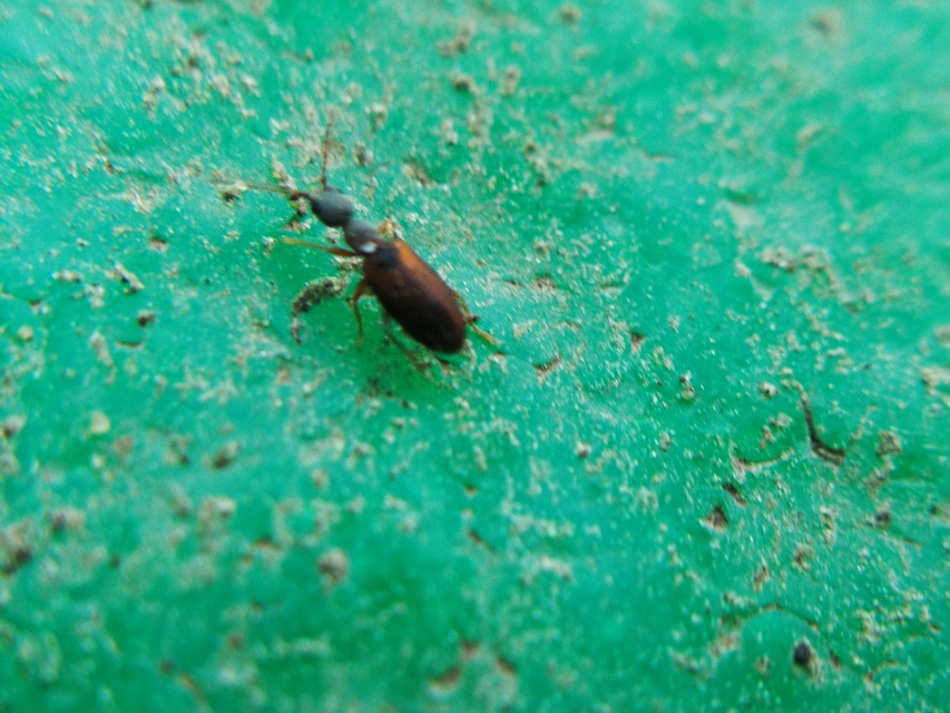 Endomia tenuicollis - keskenynyakú fürgebogár