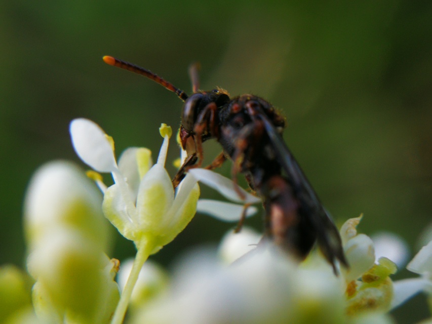 Nomada