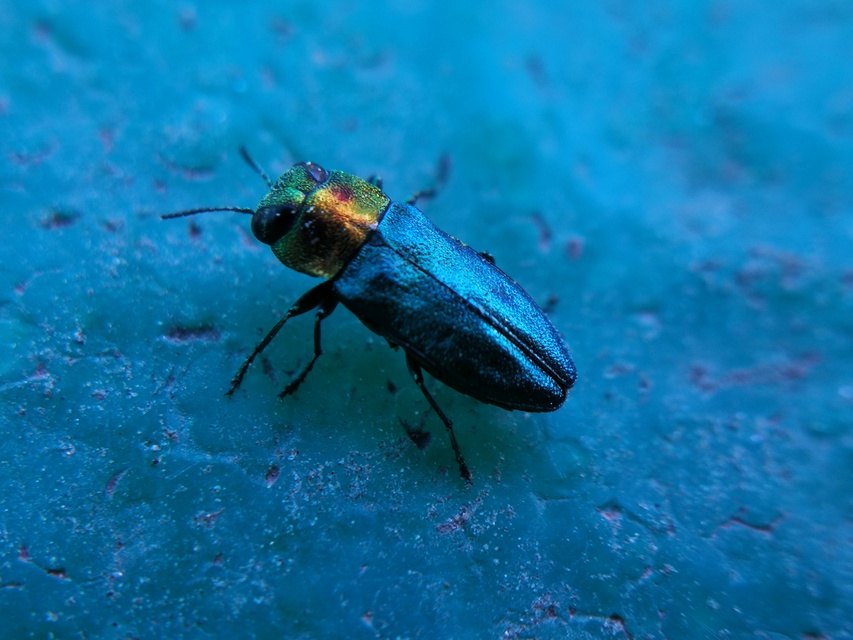 Anthaxia signaticollis - keleti virágdíszbogár