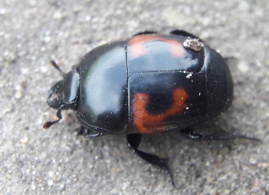 Hister quadrimaculatus - közönséges sutabogár