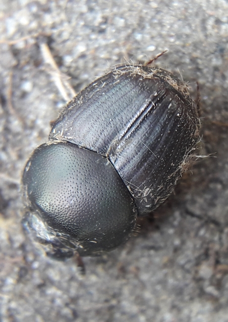 Onthophagus illyricus - tülkös trágyatúró
