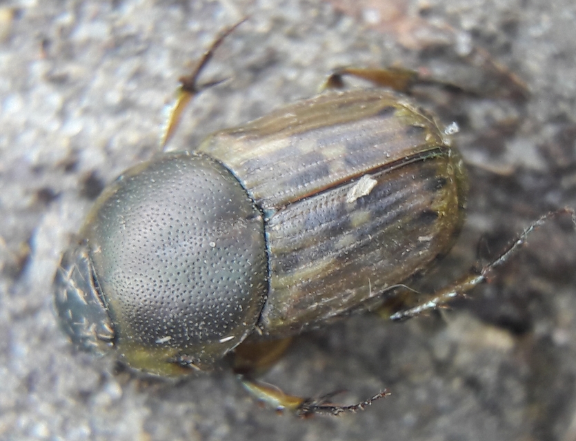 Euoniticellus fulvus - halványfoltos trágyatúró