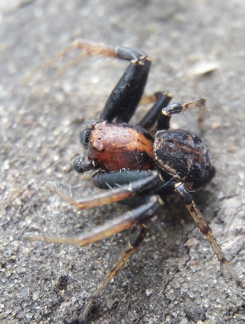 Xysticus kochi - közönséges karolópók