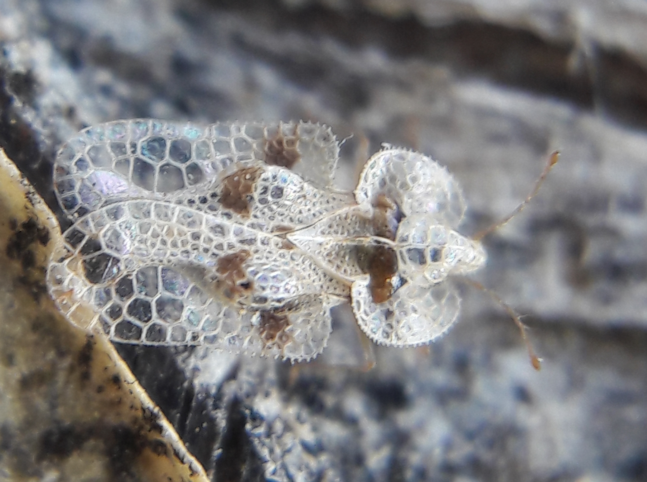 Corythucha arcuata - tölgy-csipkéspoloska
