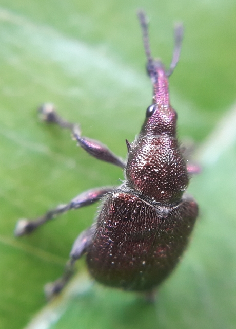 Rhynchites auratus - aranyos eszelény Rhynchites auratus - aranyos eszelény