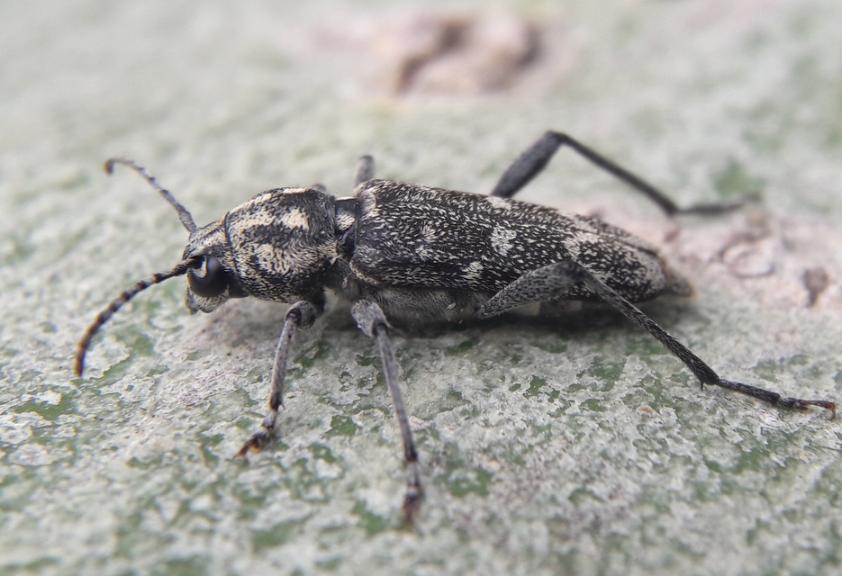 Xylotrechus rusticus - egérszínű darázscincér