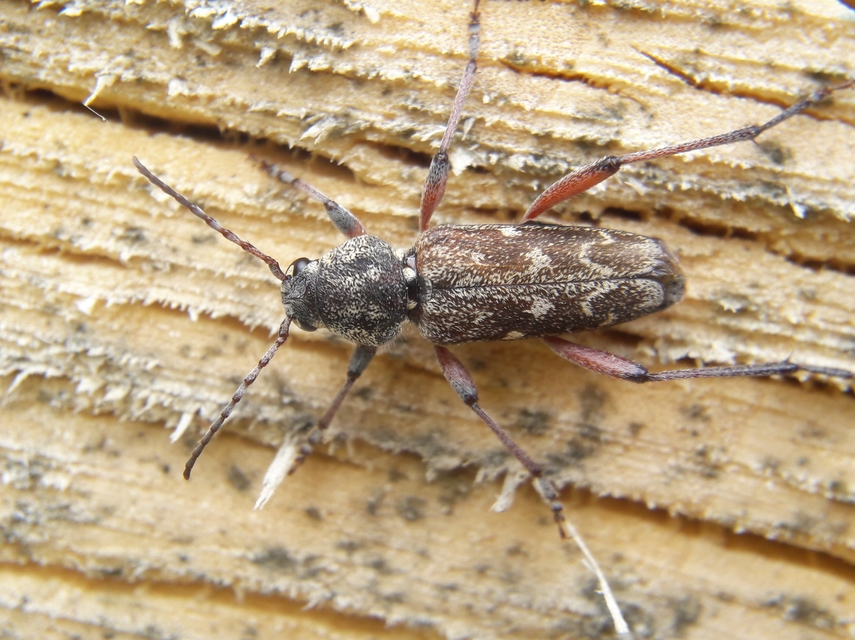 Xylotrechus rusticus - egérszínű darázscincér