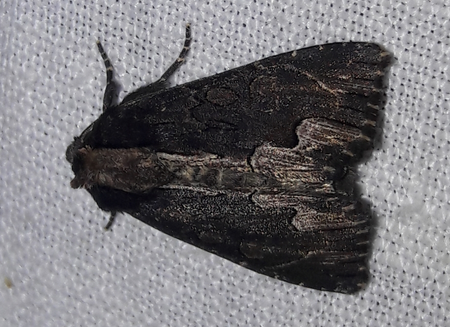 Dypterygia scabriuscula - szurokbarna nyáribagoly