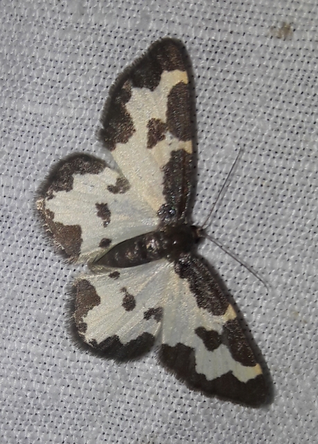Lomaspilis marginata - szegélyes nyárfaaraszoló