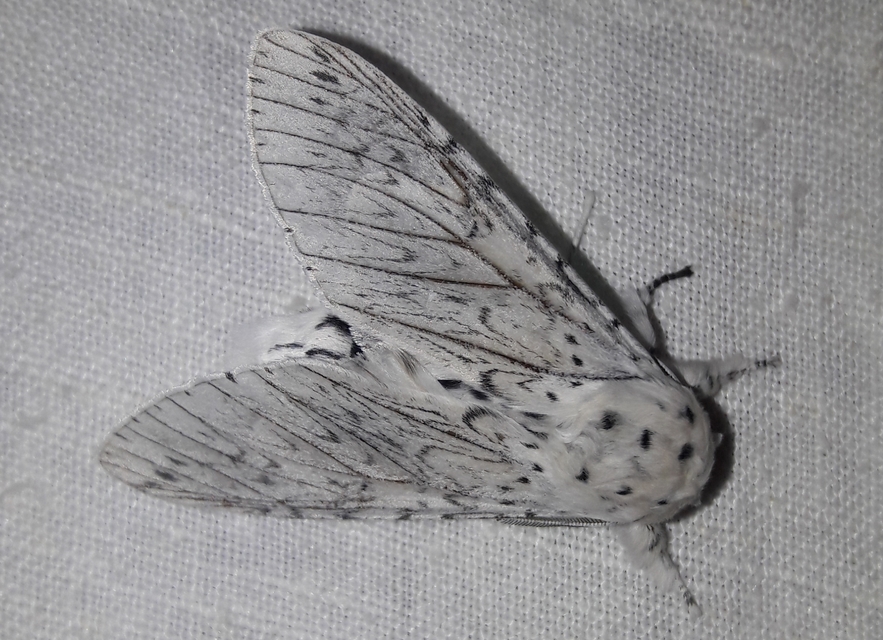 Cerura erminea - hermelin-púposszövő
