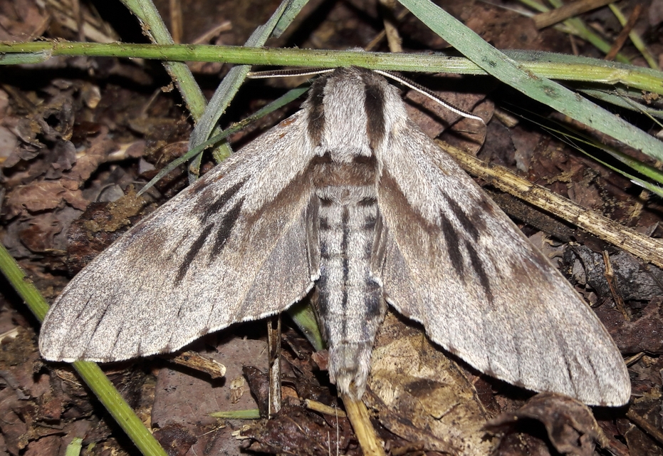 Hyloicus pinastri - fenyőszender