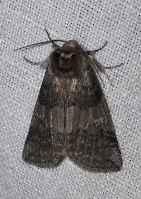 Tethea or - bélyeges pihésszövő