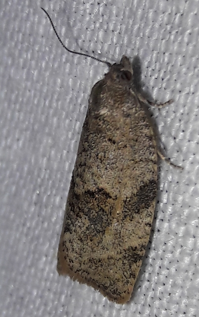 Neosphaleroptera nubilana - felhős sodrómoly