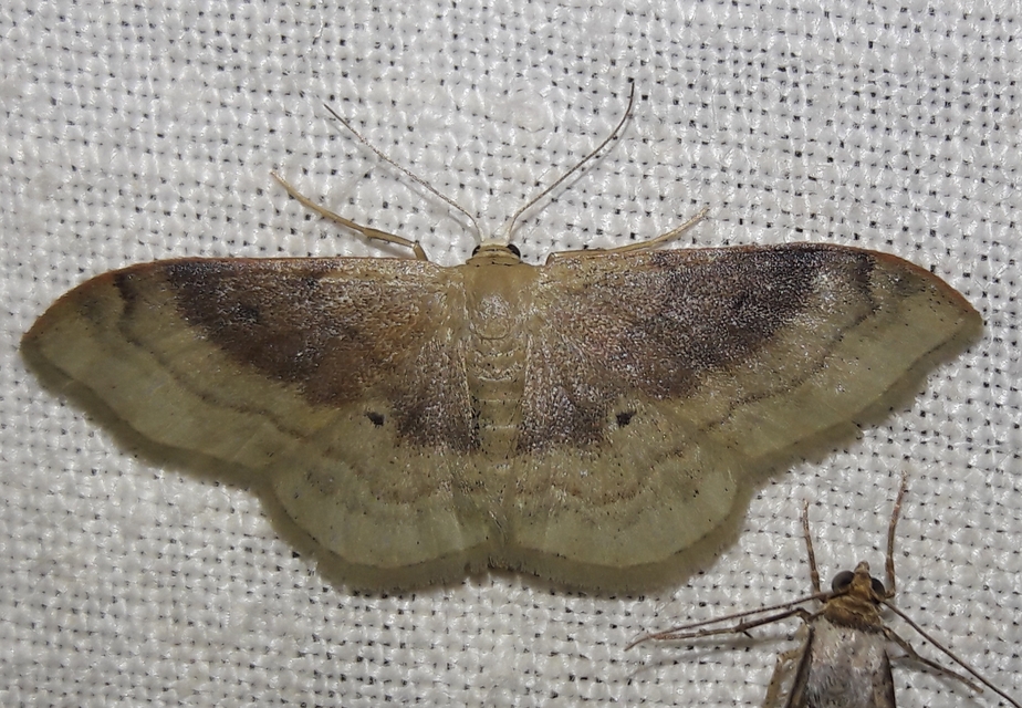 Idaea degeneraria - barnasávos araszoló