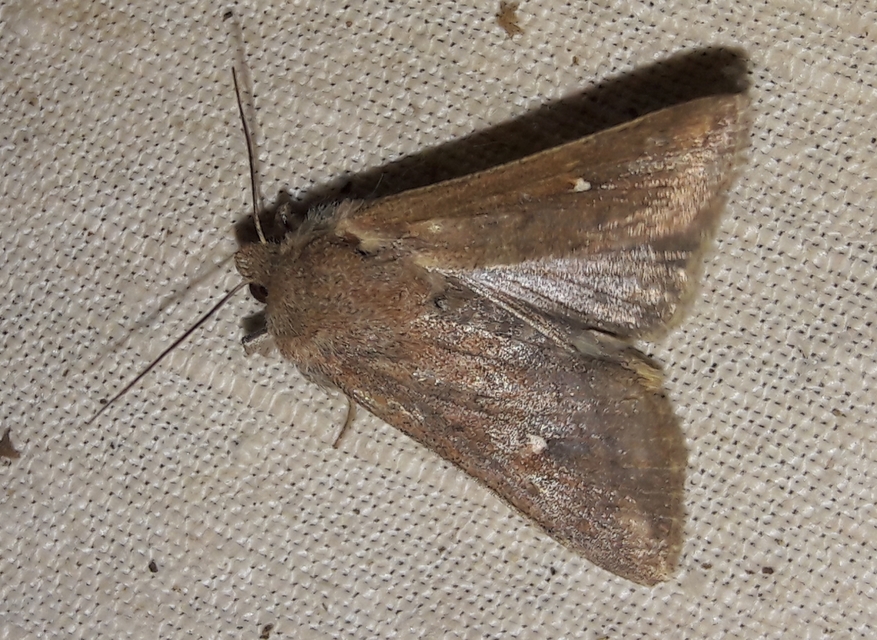 Mythimna albipuncta - fehérpettyes rétibagoly