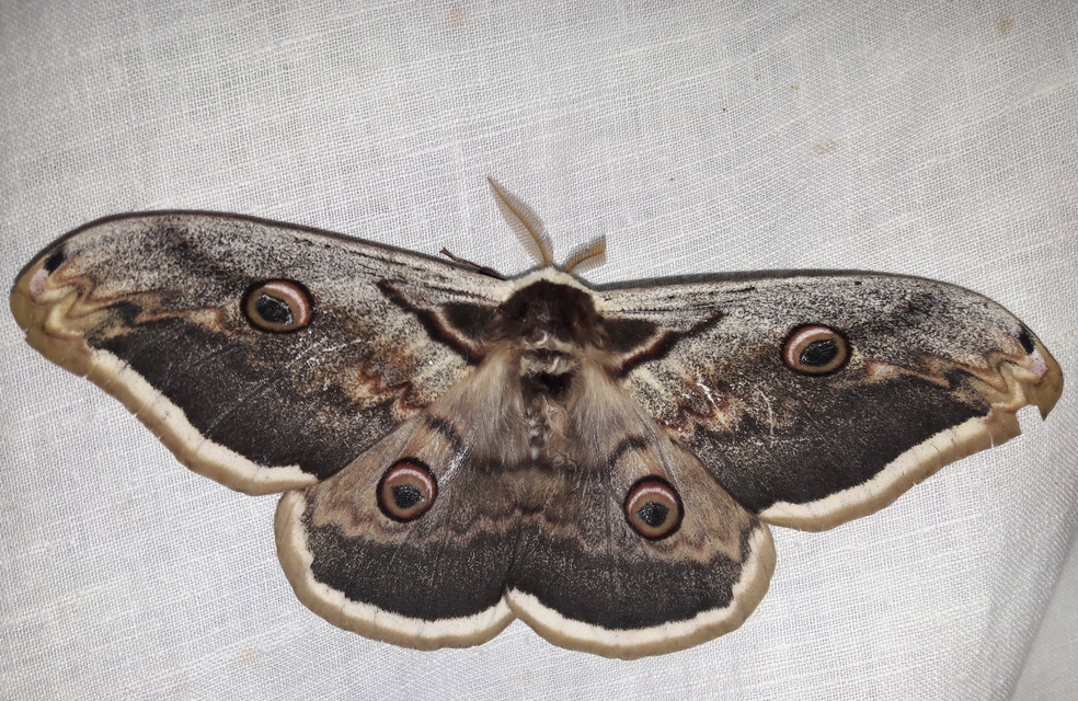 Saturnia pyri - nagy pávaszem