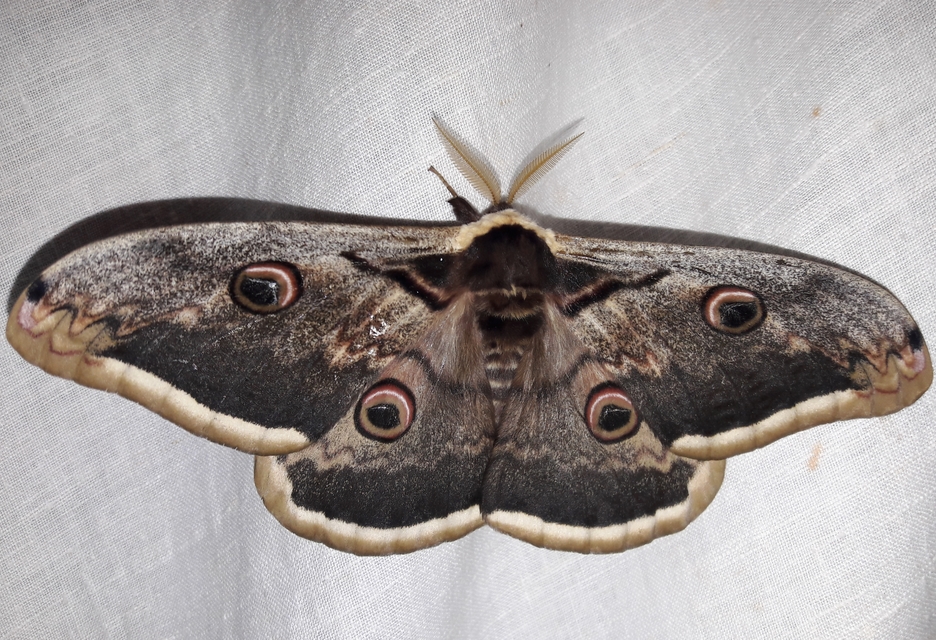 Saturnia pyri - nagy pávaszem