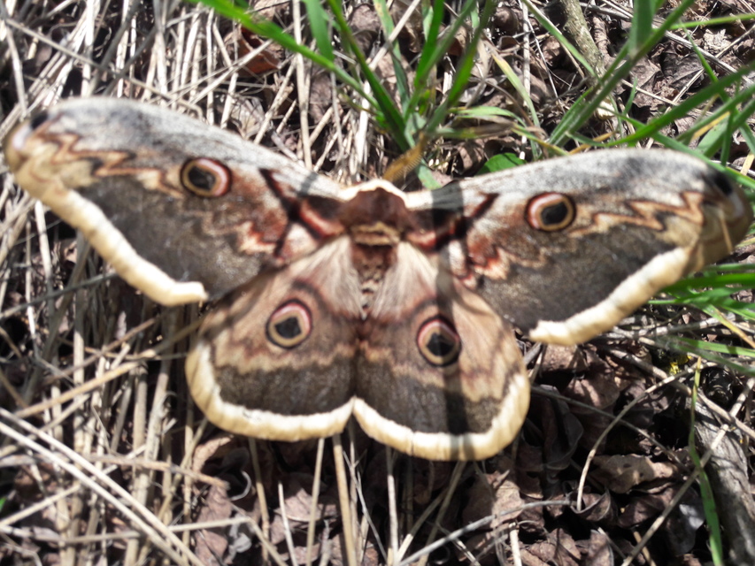 Saturnia pyri - nagy pávaszem