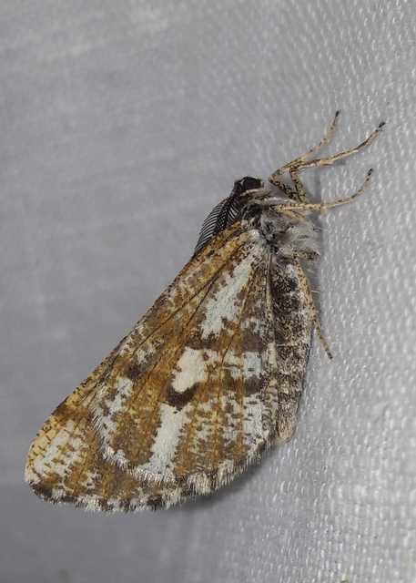 Bupalus piniaria - fenyőaraszoló