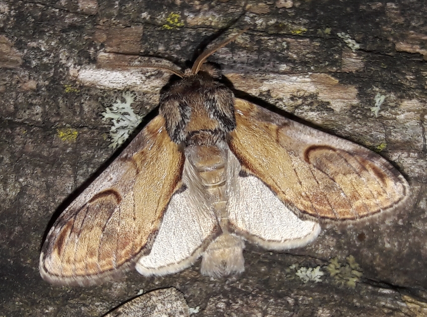 Notodonta ziczac - zegzugos púposszövő