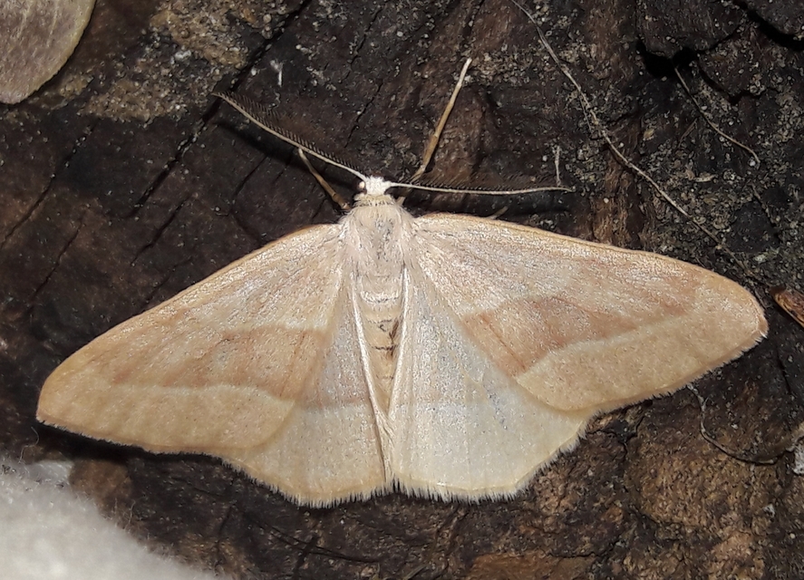 Hylaea fasciaria - erdeifenyő-sávosaraszoló