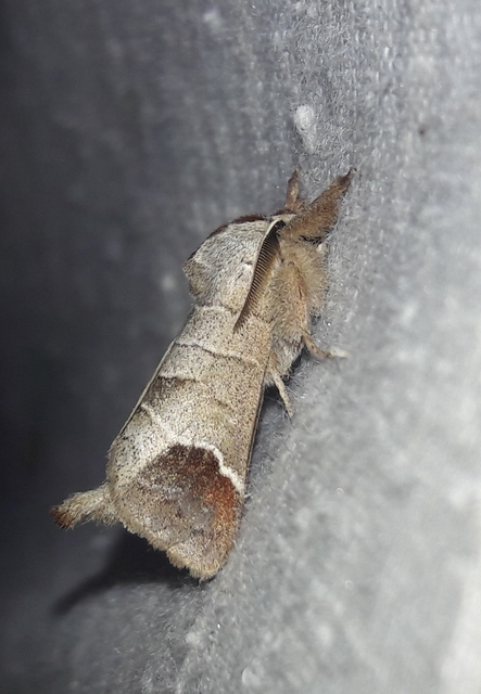 Clostera curtula - rövidszárnyú levélszövő