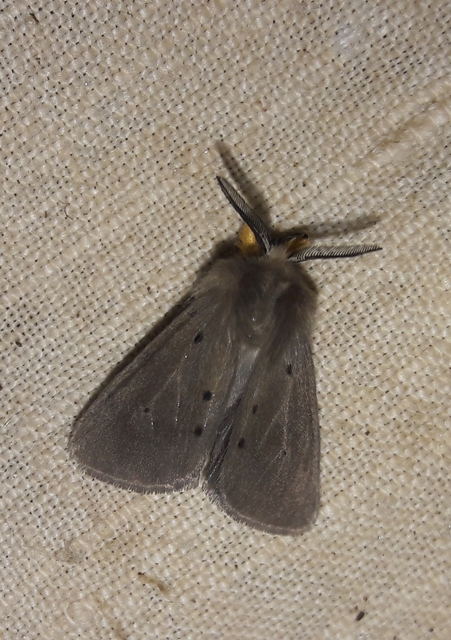 Diaphora mendica - felemás medvelepke