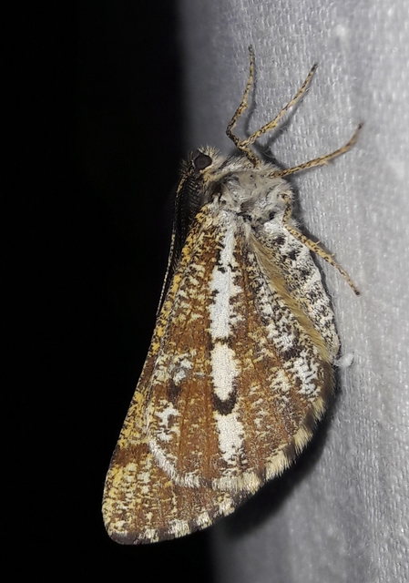 Bupalus piniaria - fenyőaraszoló