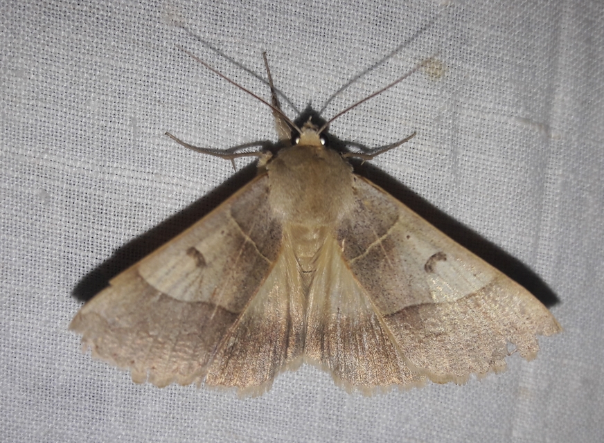 Minucia lunaris - nagy foltosbagoly