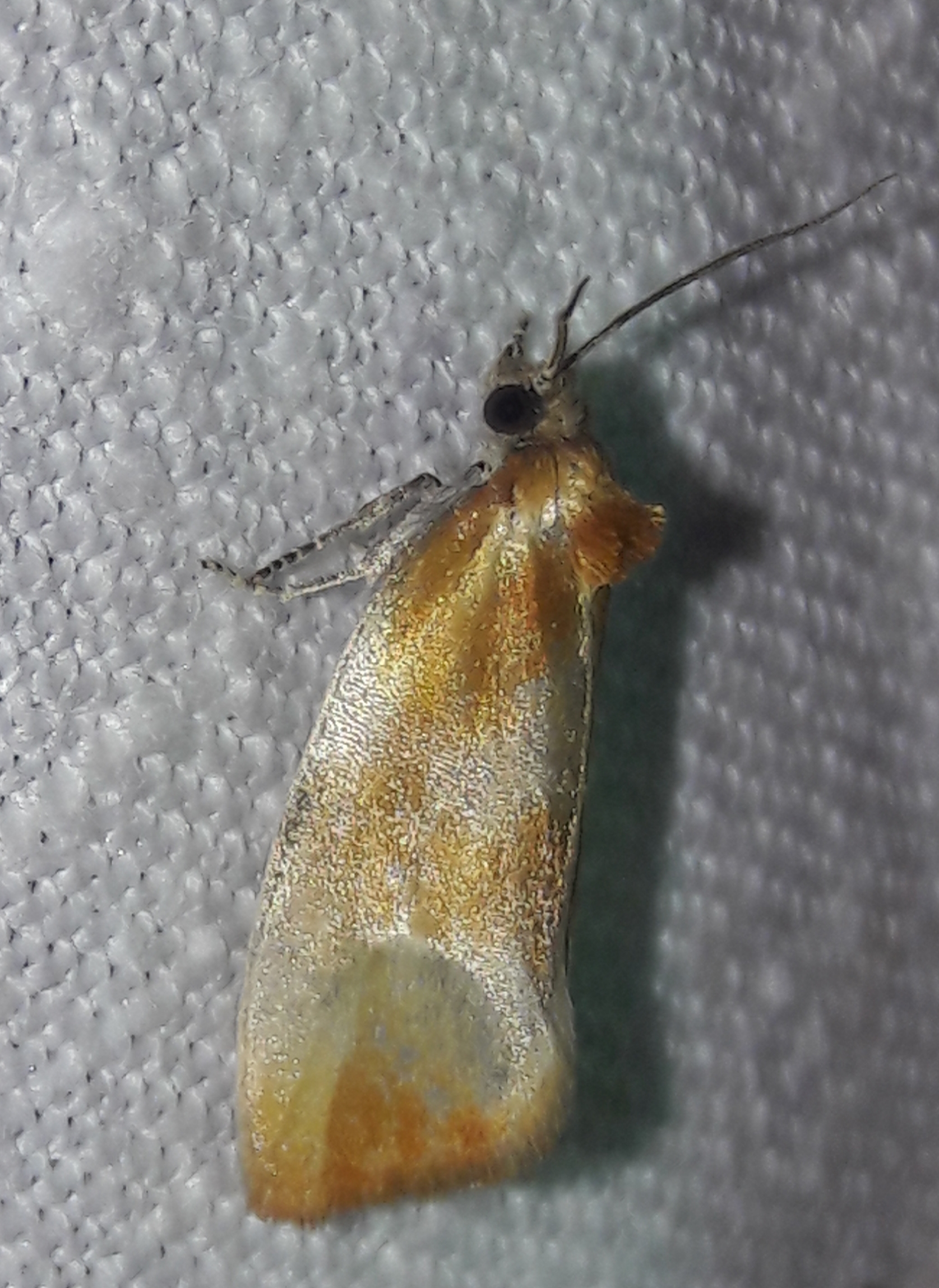 Eulia ministrana - aranybarna sodrómoly