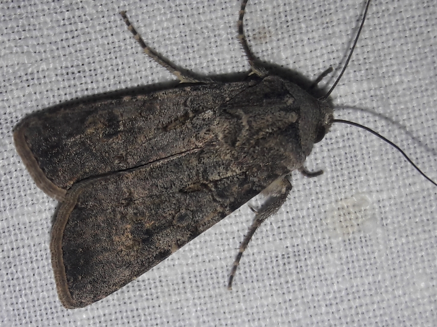 Agrotis segetum - vetési földibagoly