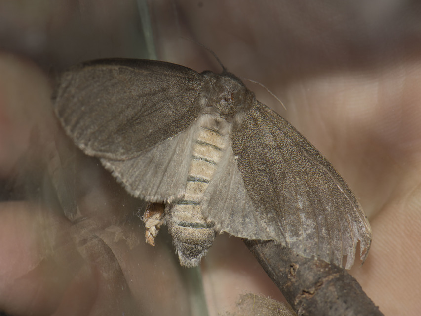 Calliteara pudibunda - hamvasszövő