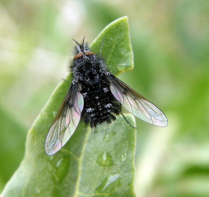 Bombylella atra - ezüstpettyes pöszörlégy