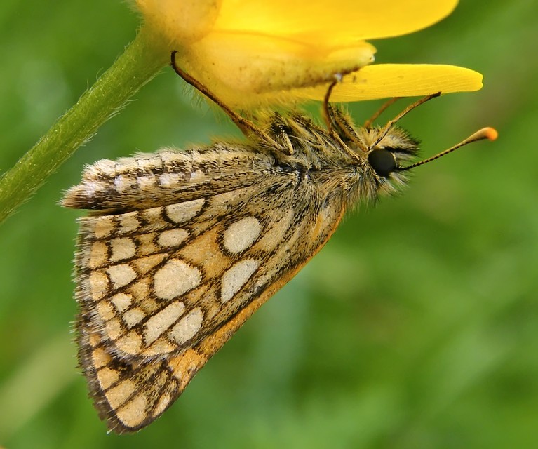 Carterocephalus palaemon - kockás busalepke