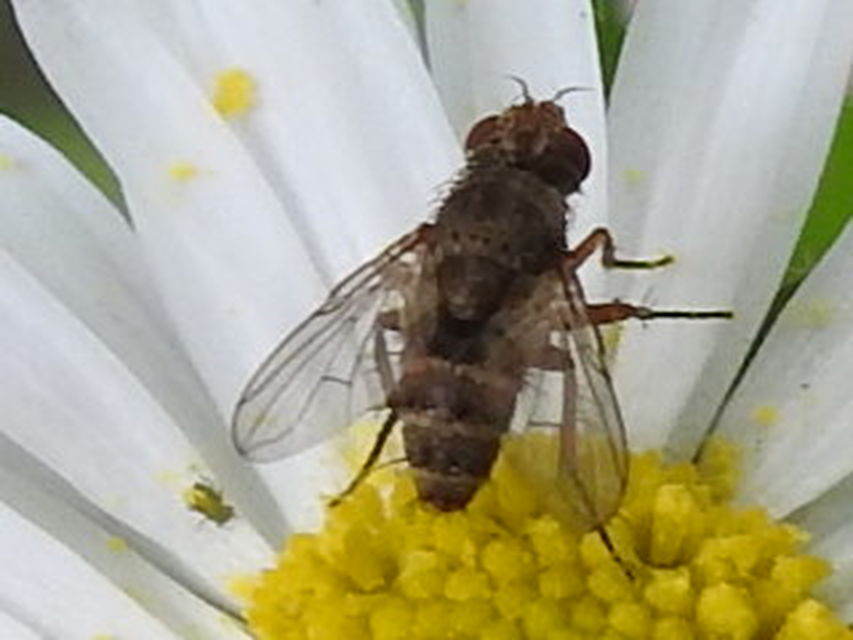 Sarcophagidae - húslégyfélék