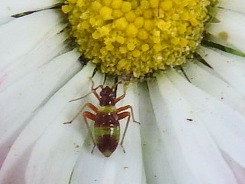 Closterotomus fulvomaculatus - komlópoloska Closterotomus fulvomaculatus - komlópoloska