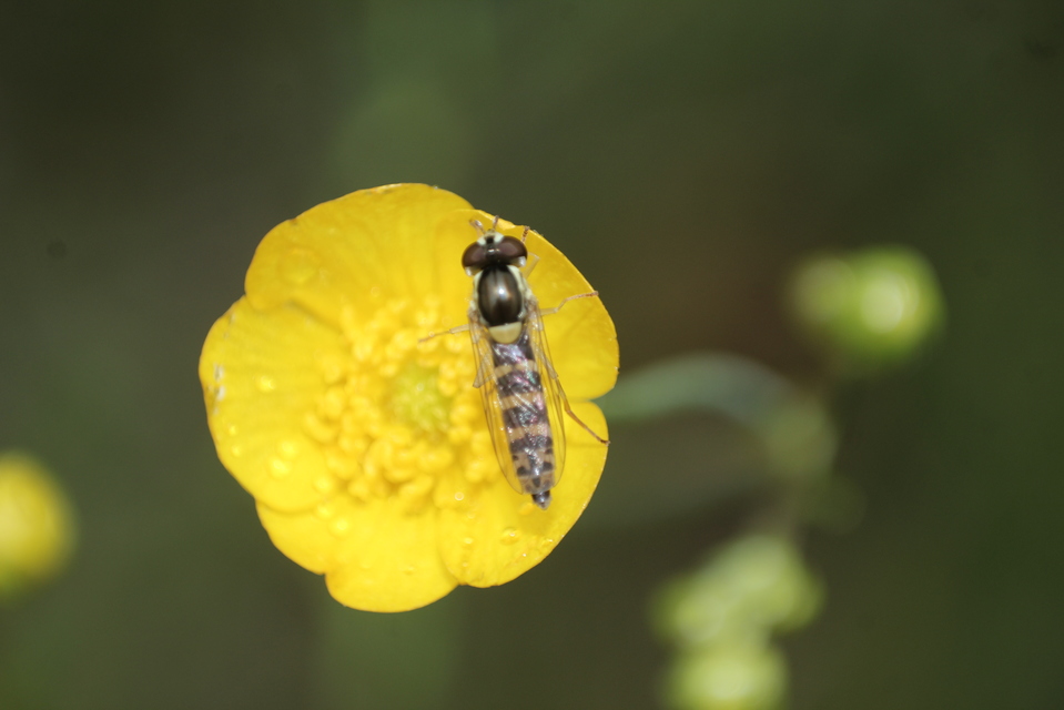 Sphaerophoria