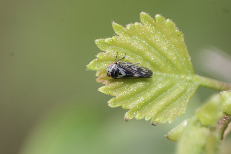 Macropsinae