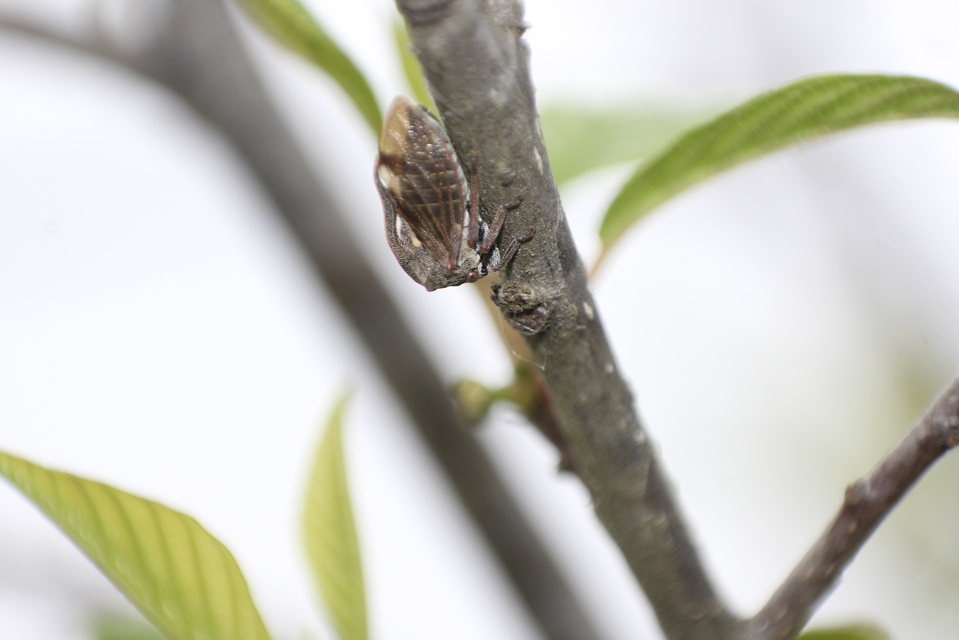 Centrotus cornutus - szarvaskabóca