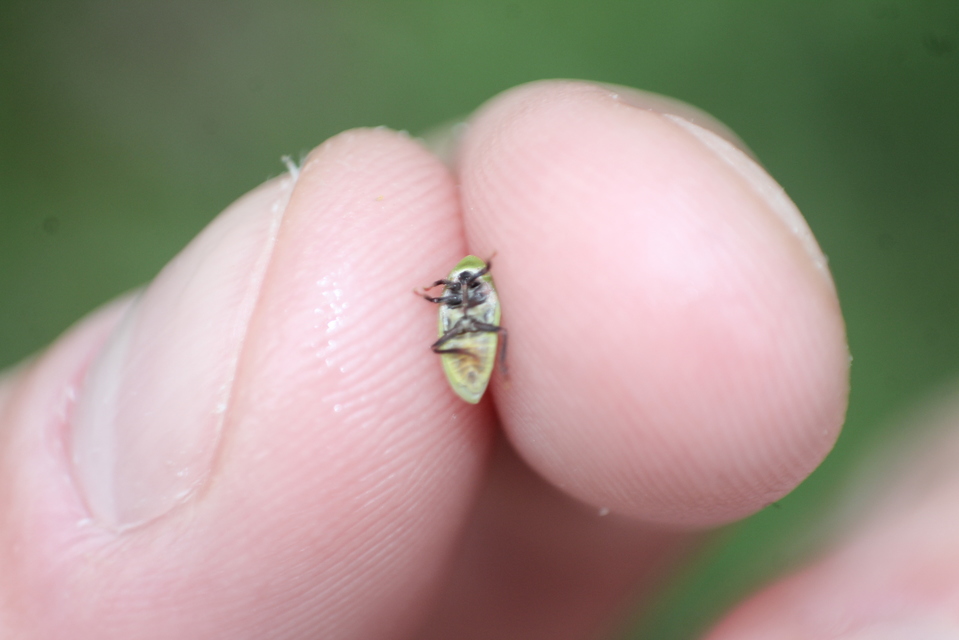 Tettigometra