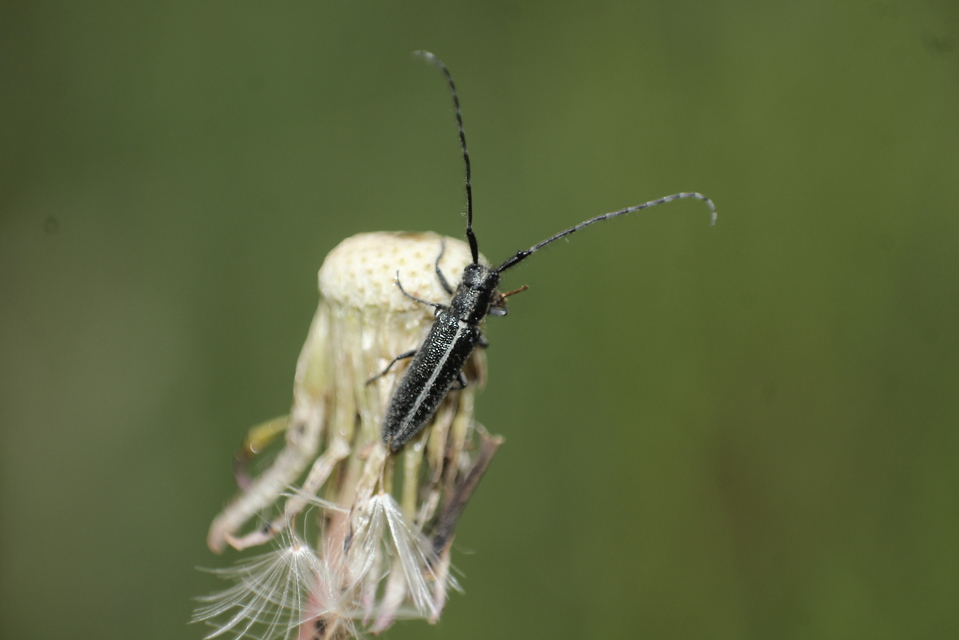 Agapanthia cardui - sávos bogáncscincér