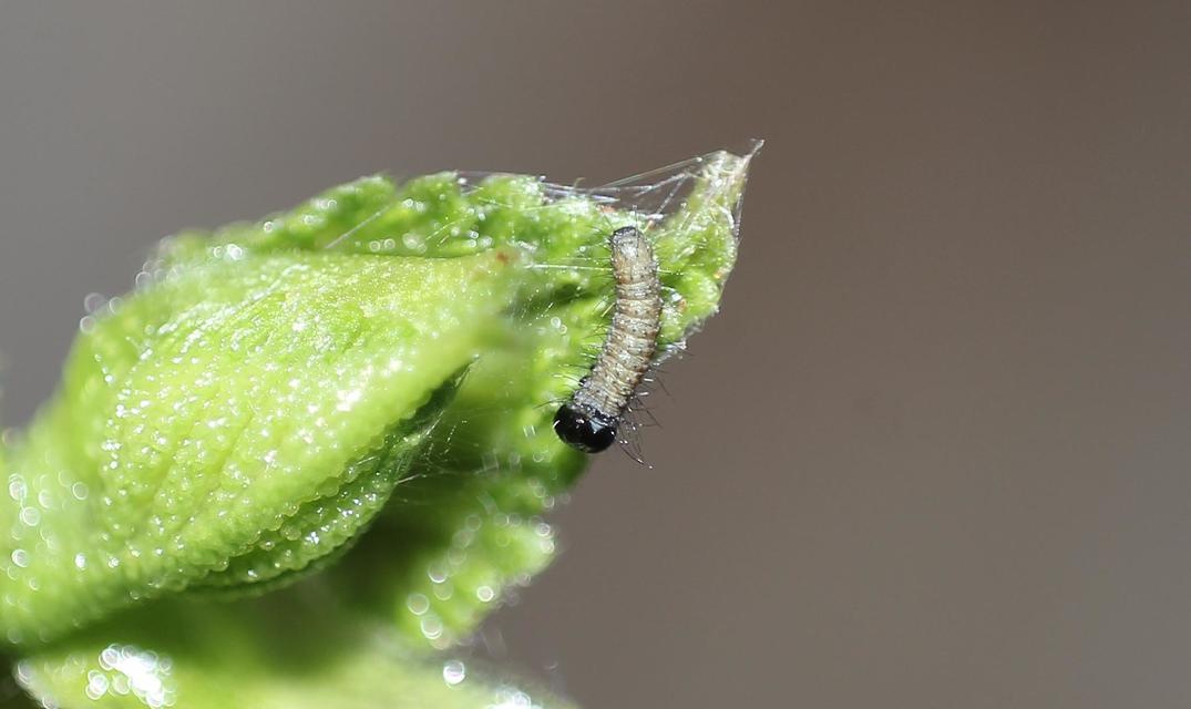 Nymphalis antiopa - gyászlepke