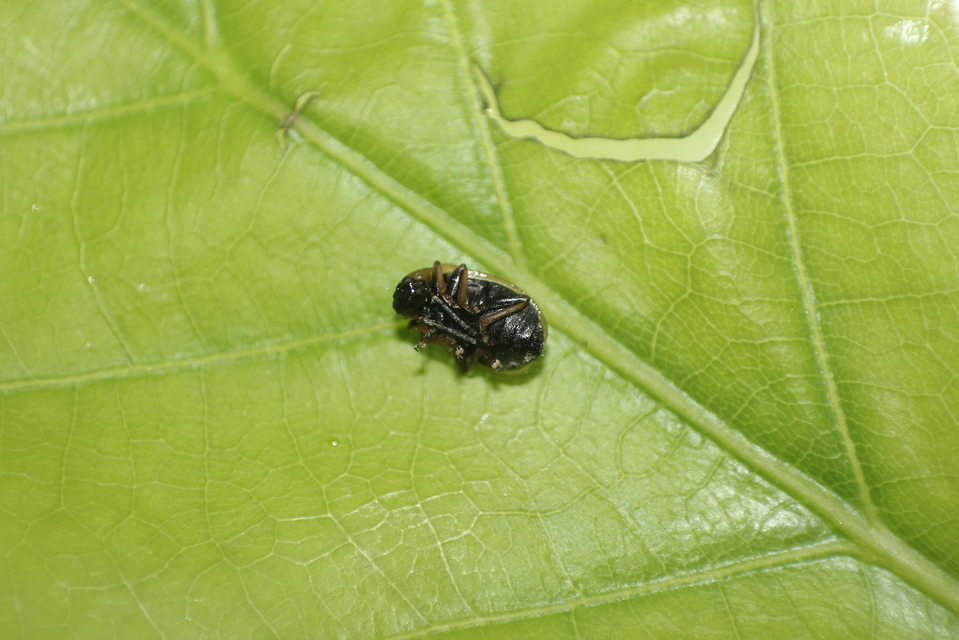 Lochmaea suturalis